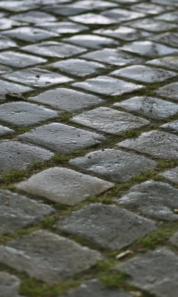 Pavés de pierre grise posés en rangs serrés, mousse dans les joints